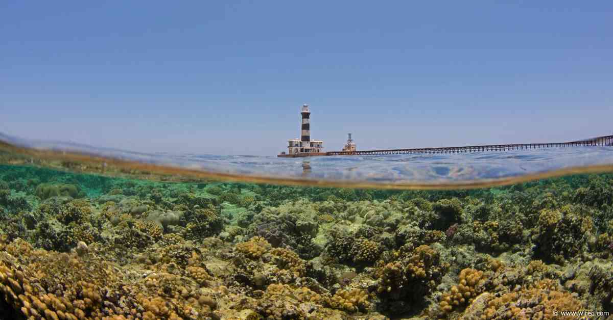 Egypt’s Climate-Resilient ‘Super Corals’ Are Starting to Feel the Heat