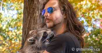 Montreal man fights charges after rescuing baby raccoon ‘Pepper’ that bonded to him
