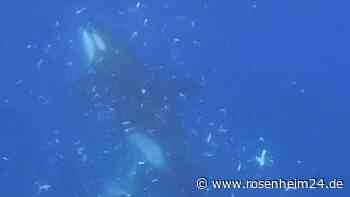 Skurriles Video: Orcas rammen Mondfisch und lassen ihn „explodieren“ – Spaß oder Fütterungsmethode?