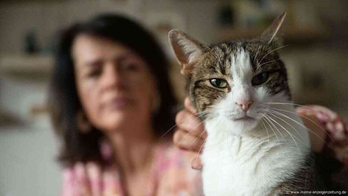 Gefahr für Katzenbesitzer: Beliebter Geruchsentferner wegen Keimen im Rückruf
