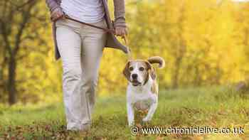 Dog owners issued warning over toxic algae poisoning as vet lists eight symptoms