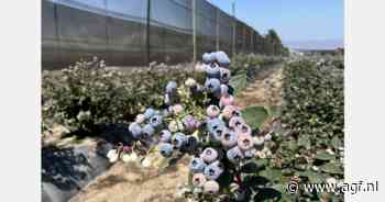Peru verlaagt exportprognose blauwe bessen