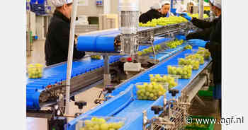 Nieuwe combinatieweger voor druiven haalt 90 trays per minuut