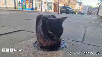 Salem, the three-legged cat, is celebrated in books