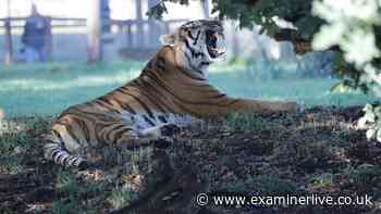 First pictures of Altai tiger who mauled man to death as Yorkshire Wildlife Park reopens
