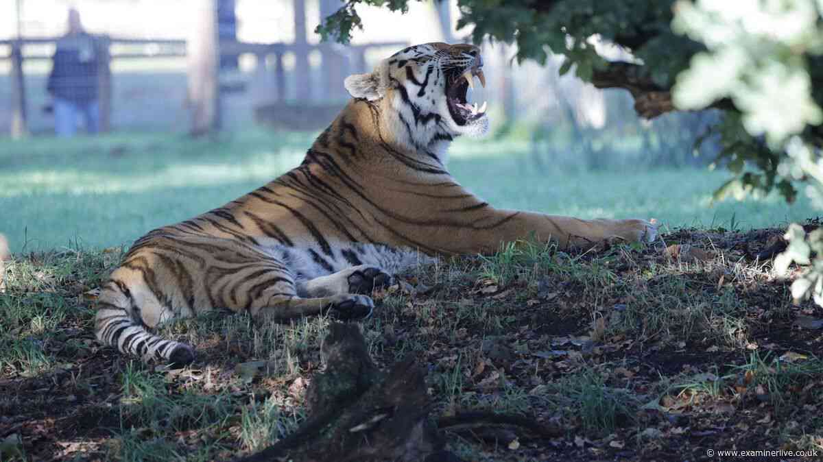 First pictures of Altai tiger who mauled man to death as Yorkshire Wildlife Park reopens