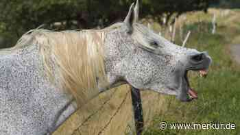 Gähnt Ihr Pferd ständig? Diese Zeichen sollten Sie nicht übersehen