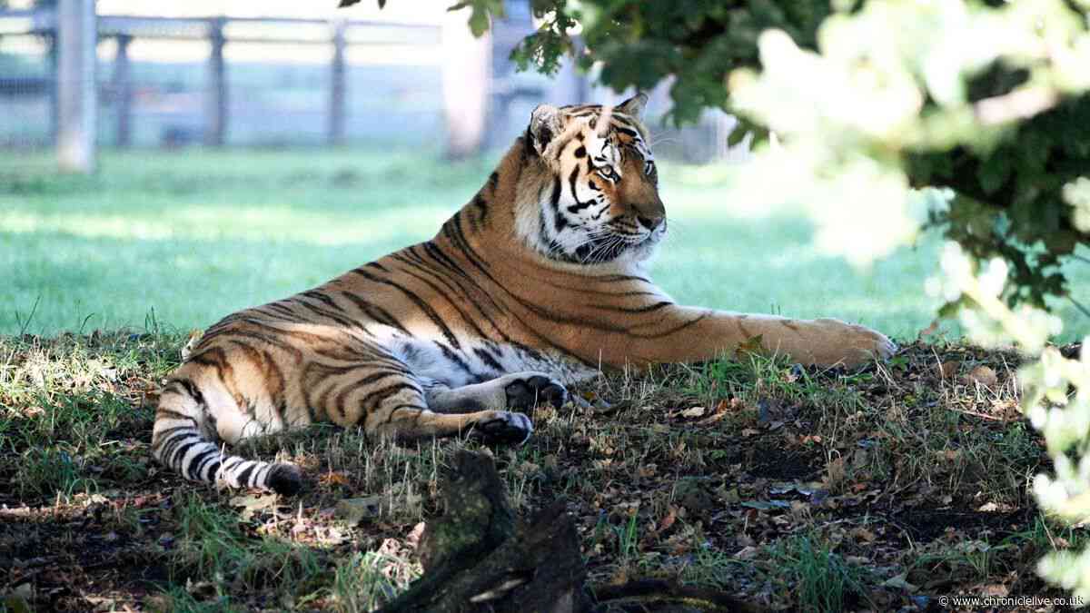 Tiger enclosure reopens with big cat on display after mauling William Chapman to death