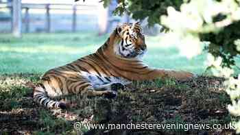Inside reopened Yorkshire Wildlife Park as Altai the tiger pictured for first time after attack