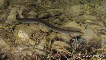 Eels keep dying in hydro dam turbines. A new design could change that
