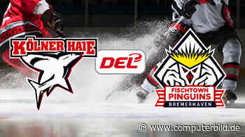 Kölner Haie gegen Fischtown Pinguins: DEL – Eishockey live und gratis sehen