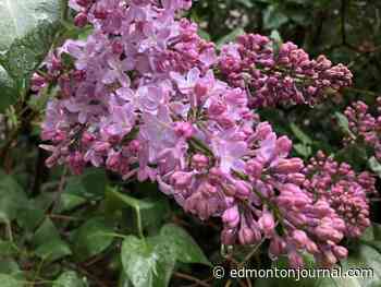 Growing Things: How to deal with lilac leaf miner