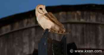 Rare family of barn owls moves into Manhattan water tower. New Yorkers are captivated