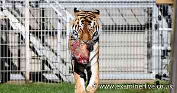10 photos of tiger's first appearance to public since fatal attack at Yorkshire Wildlife Park