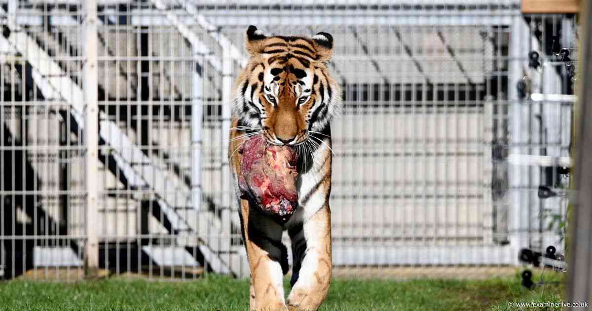 10 photos of tiger's first appearance to public since fatal attack at Yorkshire Wildlife Park