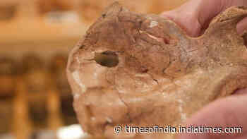 75,000-year-old Neanderthal remains reveal possible fatal spear attack and signs of care