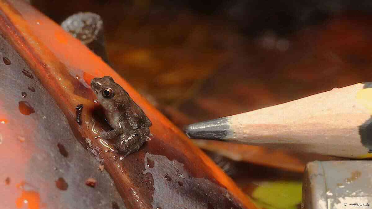 Seltene Froschart im Londoner Zoo erstmals erfolgreich nachgezüchtet