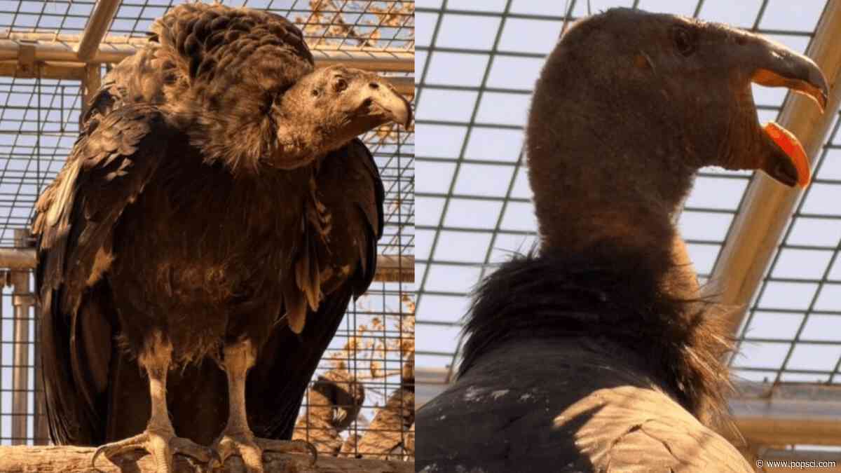 Condors get the ‘zoomies’ too
