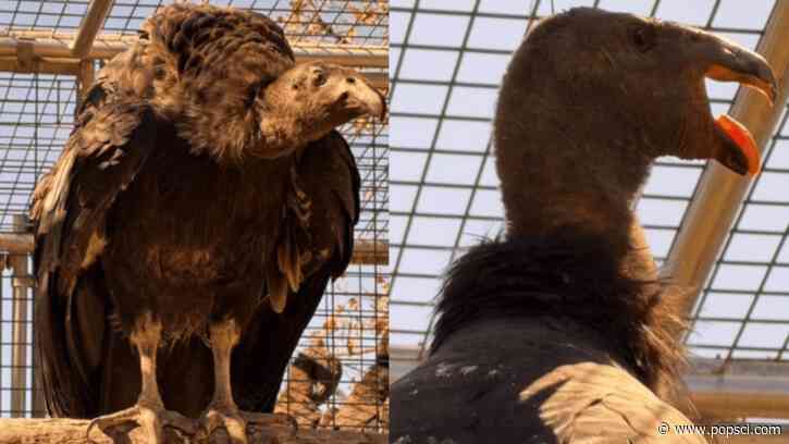 Condors get the ‘zoomies’ too