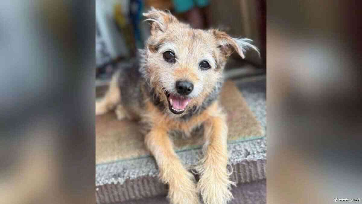 „Kleine Prinzessin mit großem Herzen“ – Hundeoma Lissy verlor ihr Herrchen