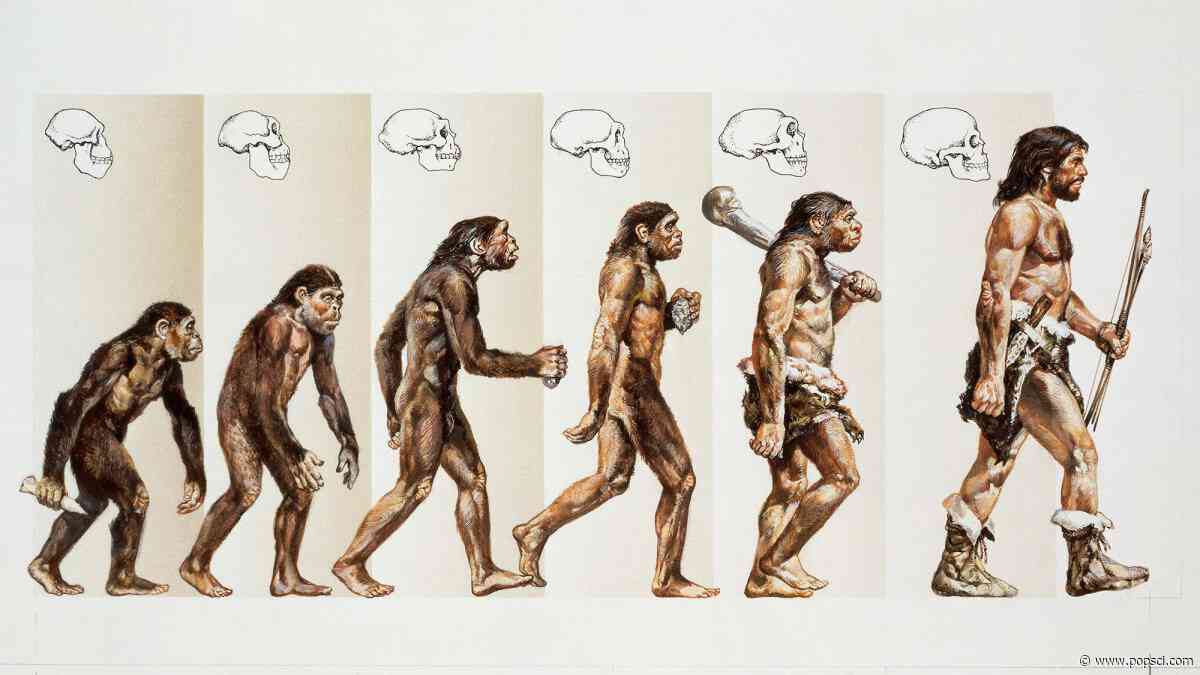 Humans were never built for tails. Here’s why.