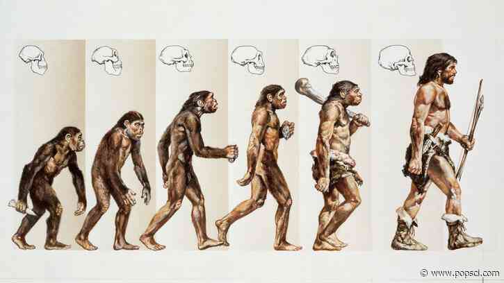 Humans were never built for tails. Here’s why.