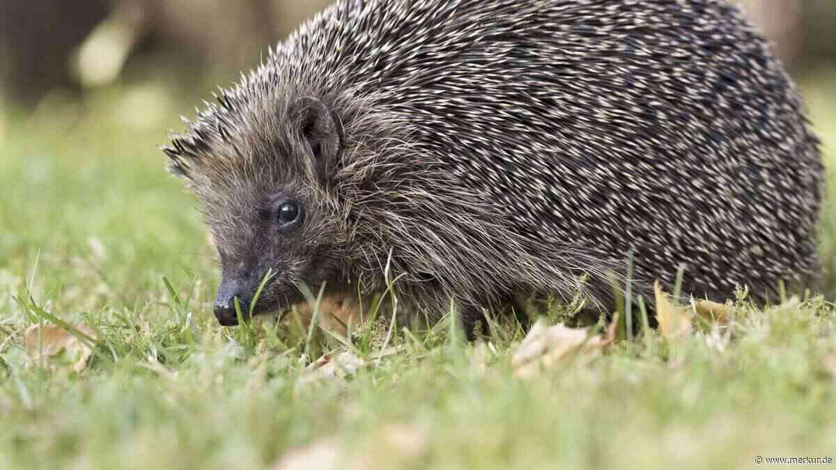 Herbst zu warm für Igel? Wann die Stacheltiere tatsächlich Ihre Hilfe brauchen