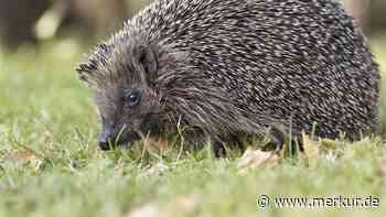 Herbst zu warm für Igel? Wann die Stacheltiere tatsächlich Ihre Hilfe brauchen