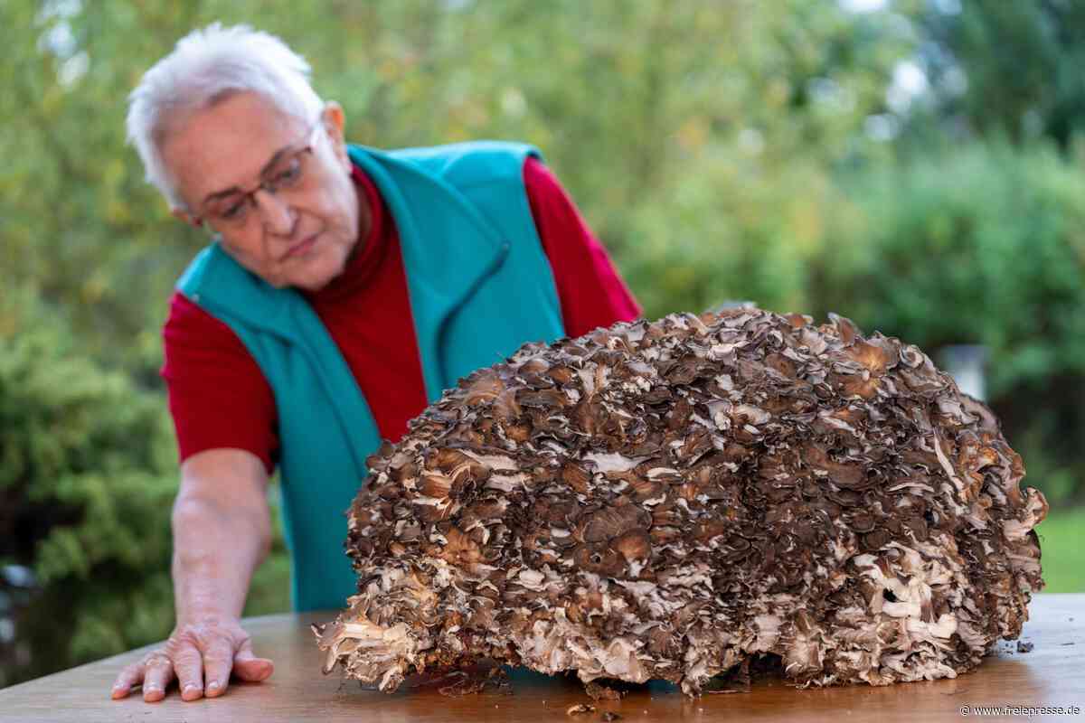 Pilzberaterin im Vogtland räumt bei seltenem Riesen-Pilz Irrtum ein: „Es war kein Eichhase“