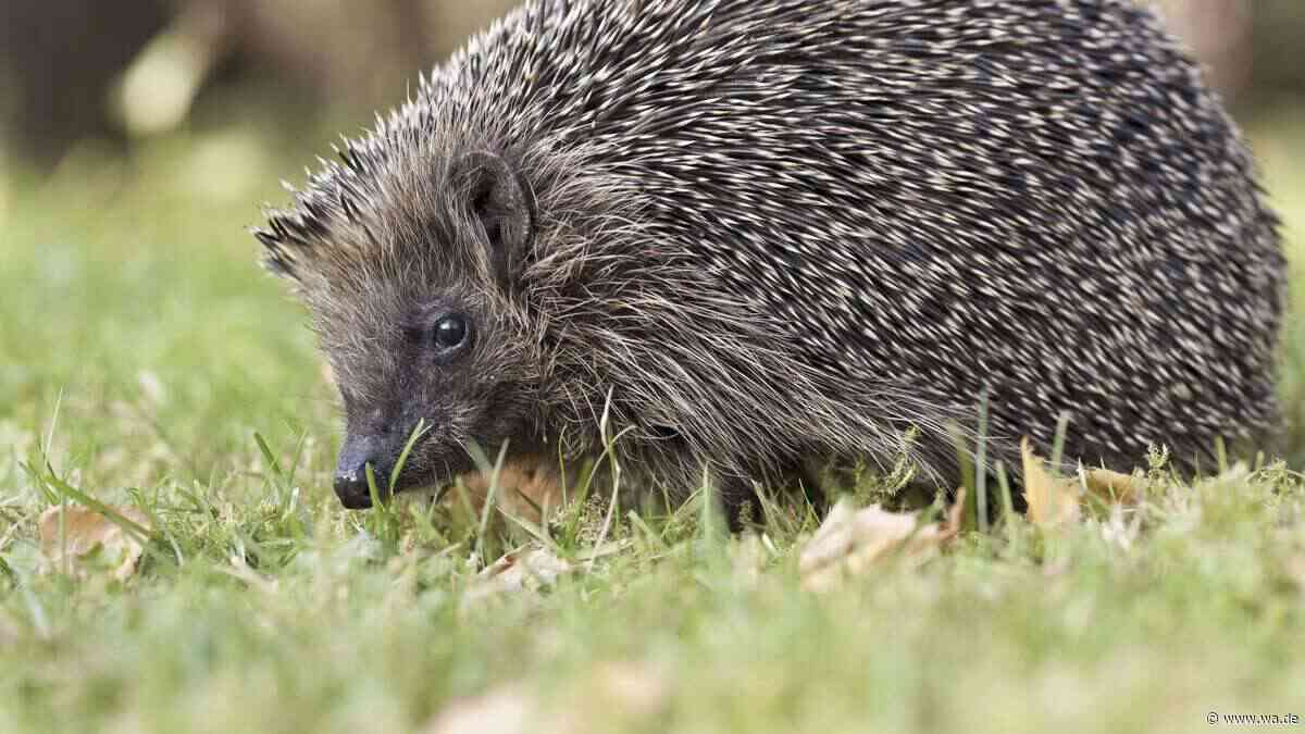 Herbst zu warm für Igel? Wann die Stacheltiere tatsächlich Ihre Hilfe brauchen