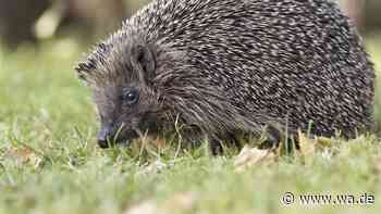 Herbst zu warm für Igel? Wann die Stacheltiere tatsächlich Ihre Hilfe brauchen
