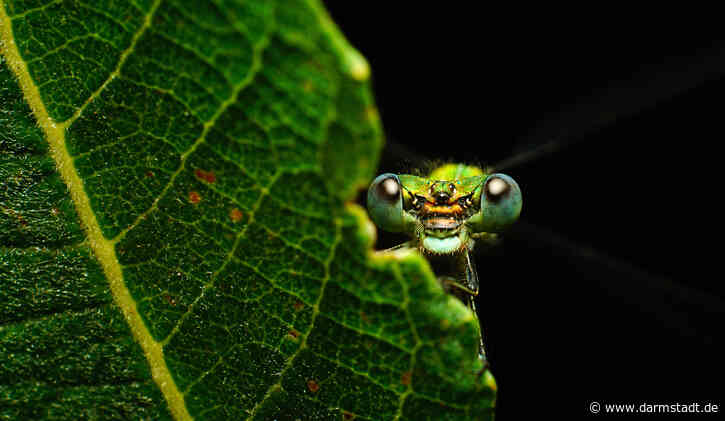 Vortrag „Insekten und Lichtverschmutzung“ am 21. Oktober