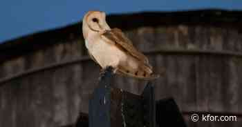 Rare family of barn owls moves into Manhattan water tower. New Yorkers are captivated