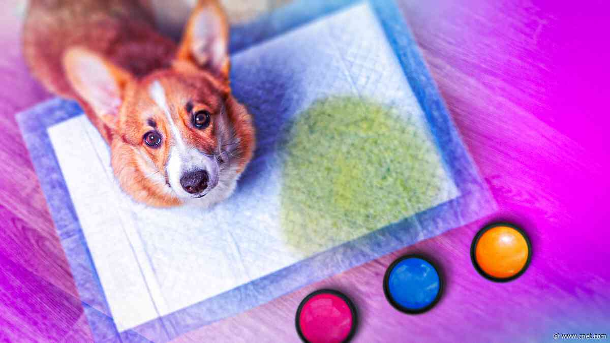 7 Things to Know Before Buying a Smart Doorbell for Your Dog