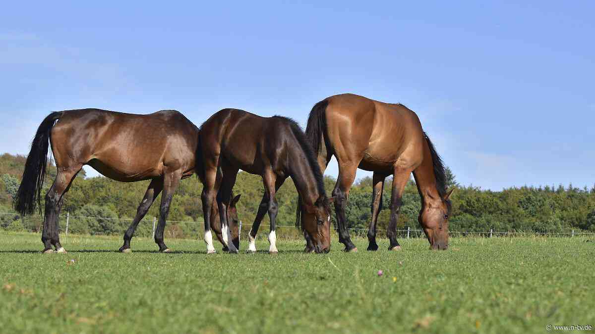 Tiere terrorisiert: Drohne jagt Pferd in Schleswig-Holstein in den Tod