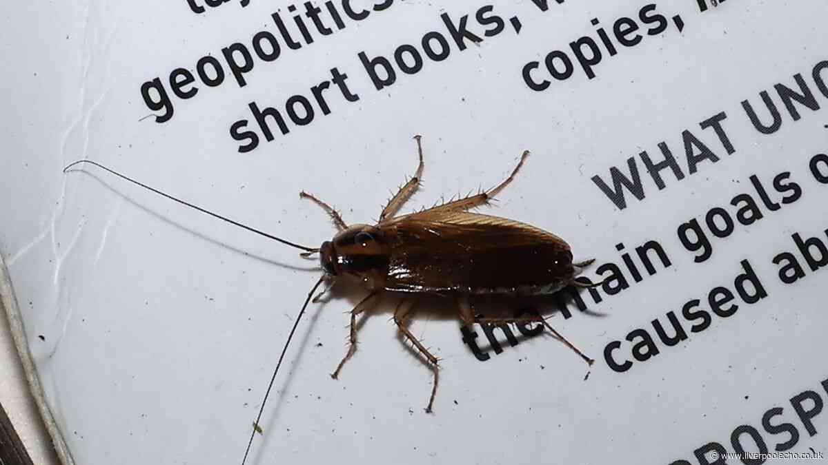 Liverpool city centre residents 'terrified' as cockroaches invade block of flats