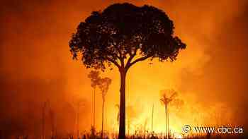 See the Amazon rainforest wildfires that have politicians pointing fingers amid Brazil presidential elections