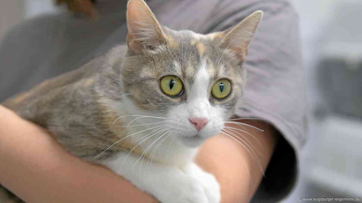 „Diese Katze verschenke ich hier“: Karina wurde vor dem Sozialkaufhaus ausgesetzt