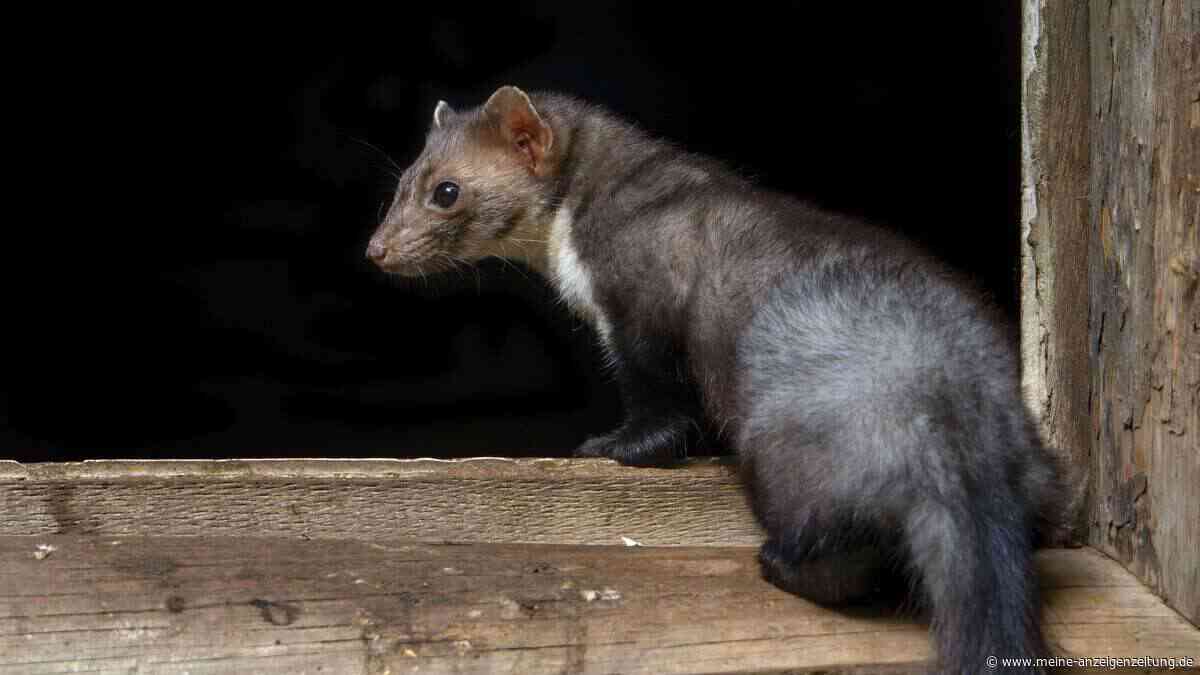 Kot auf der Terrasse? Dieser Unterschied verrät, ob Marder oder Katze dahinterstecken
