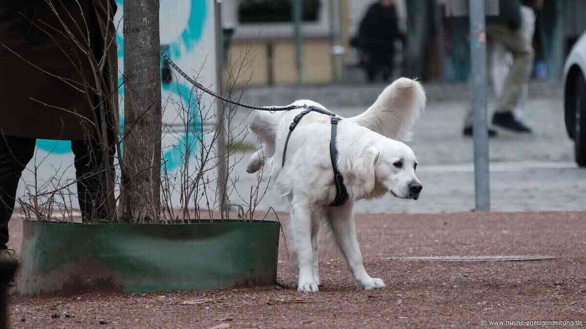 Nicht nur großes Geschäft: In Wien sollen Hundehalter jetzt auch den Urin ihrer Hunde wegwaschen