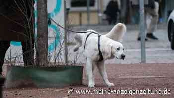 Nicht nur großes Geschäft: In Wien sollen Hundehalter jetzt auch den Urin ihrer Hunde wegwaschen