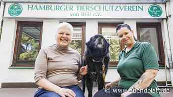 Lage in Hamburger Tierheim spitzt sich immer weiter zu: „Eine Katastrophe“