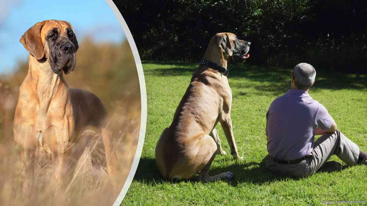 Nieuw onderzoek wijst uit: kleine honden leven langer dan grote honden, geldt dit ook voor mensen? Zo zit het