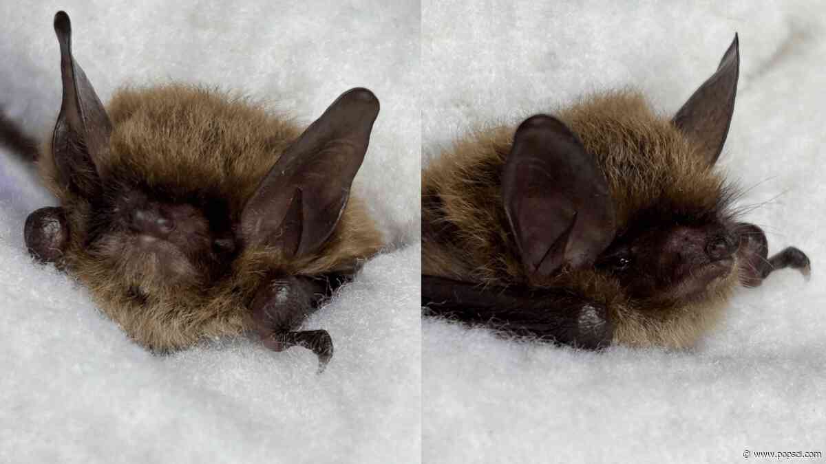 Tiny, critically endangered bat rescued and released in Pennsylvania