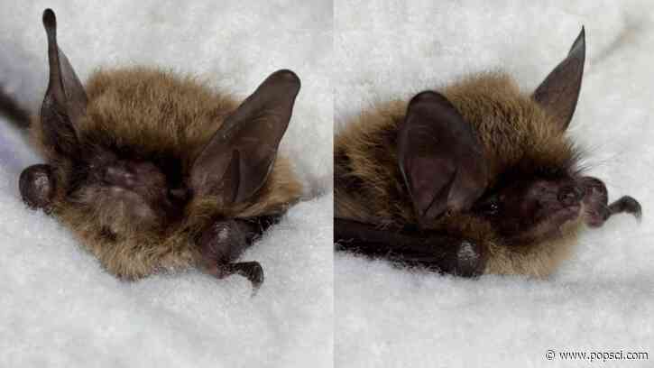 Tiny, critically endangered bat rescued and released in Pennsylvania