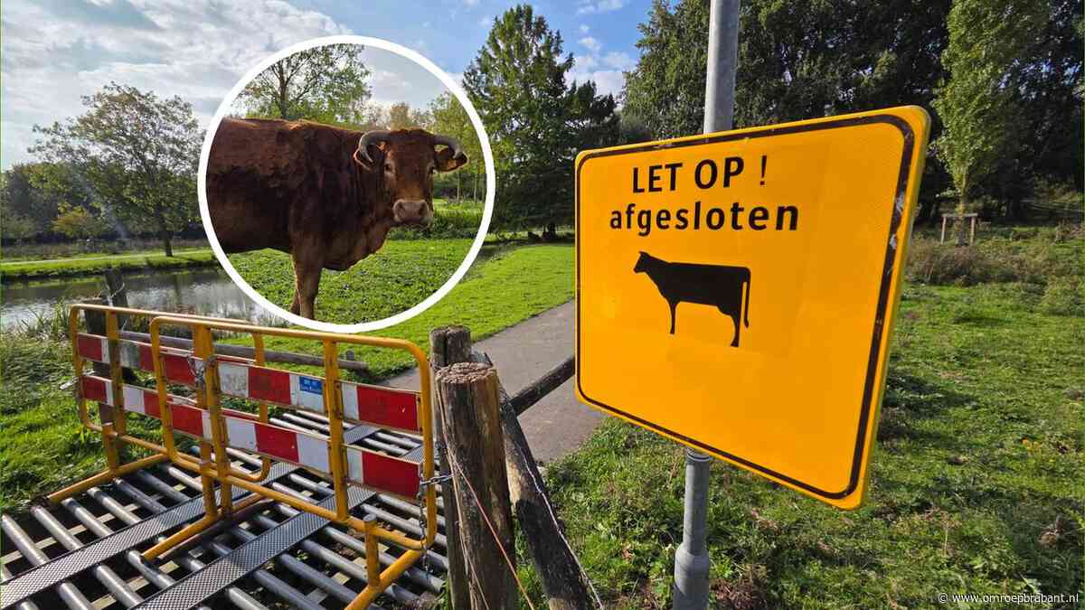 Slimme stier ontsnapt over rooster en keramiek is hip: dit gebeurde vandaag