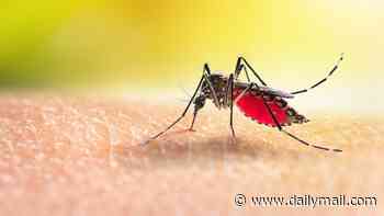 Surge of mosquito-borne dengue fever in Florida is America's largest outbreak in decades