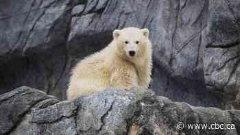 Winnipeg zoo's newest orphaned polar bear cub now has a name: Mantayo