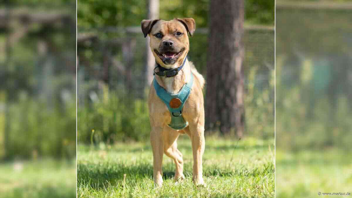 „Charlie wurde von seinem Besitzer geschlagen“: Tierheim sucht Zuhause für Hund
