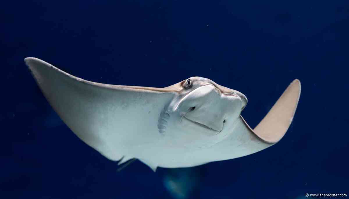 Ubuntu Stonking Stingray swims into spotlight with pre-release kernel